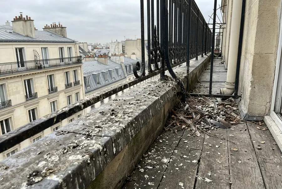 Dépigeonnage avant intervention RatZéro à Bagnolet